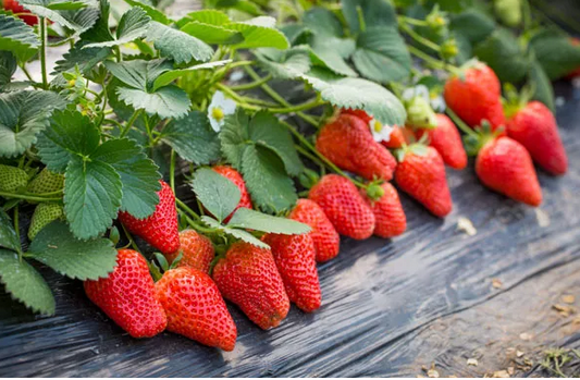 草莓季来临，孕期吃草莓要注意